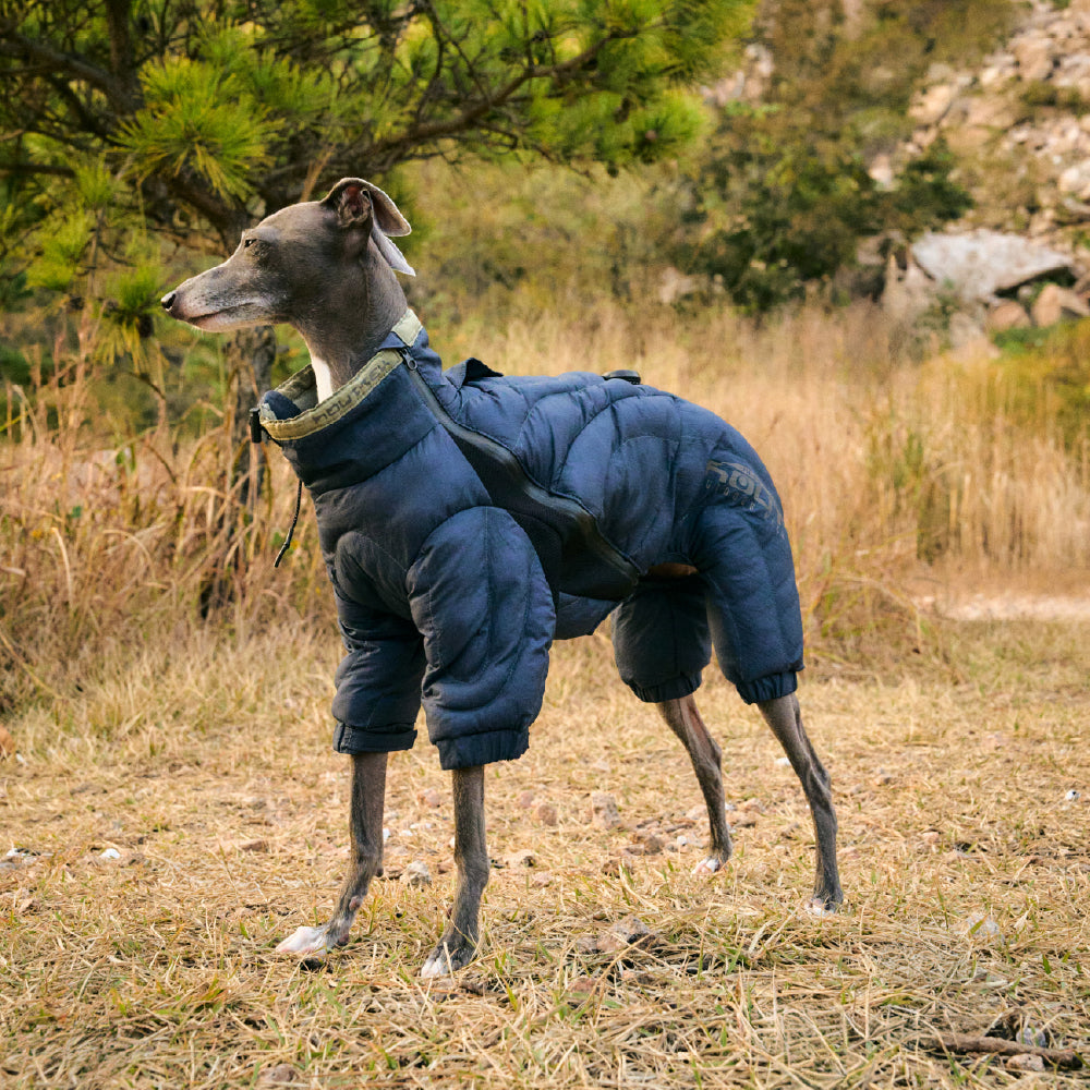 HOUT ドッグパディングを着てお散歩する小型犬