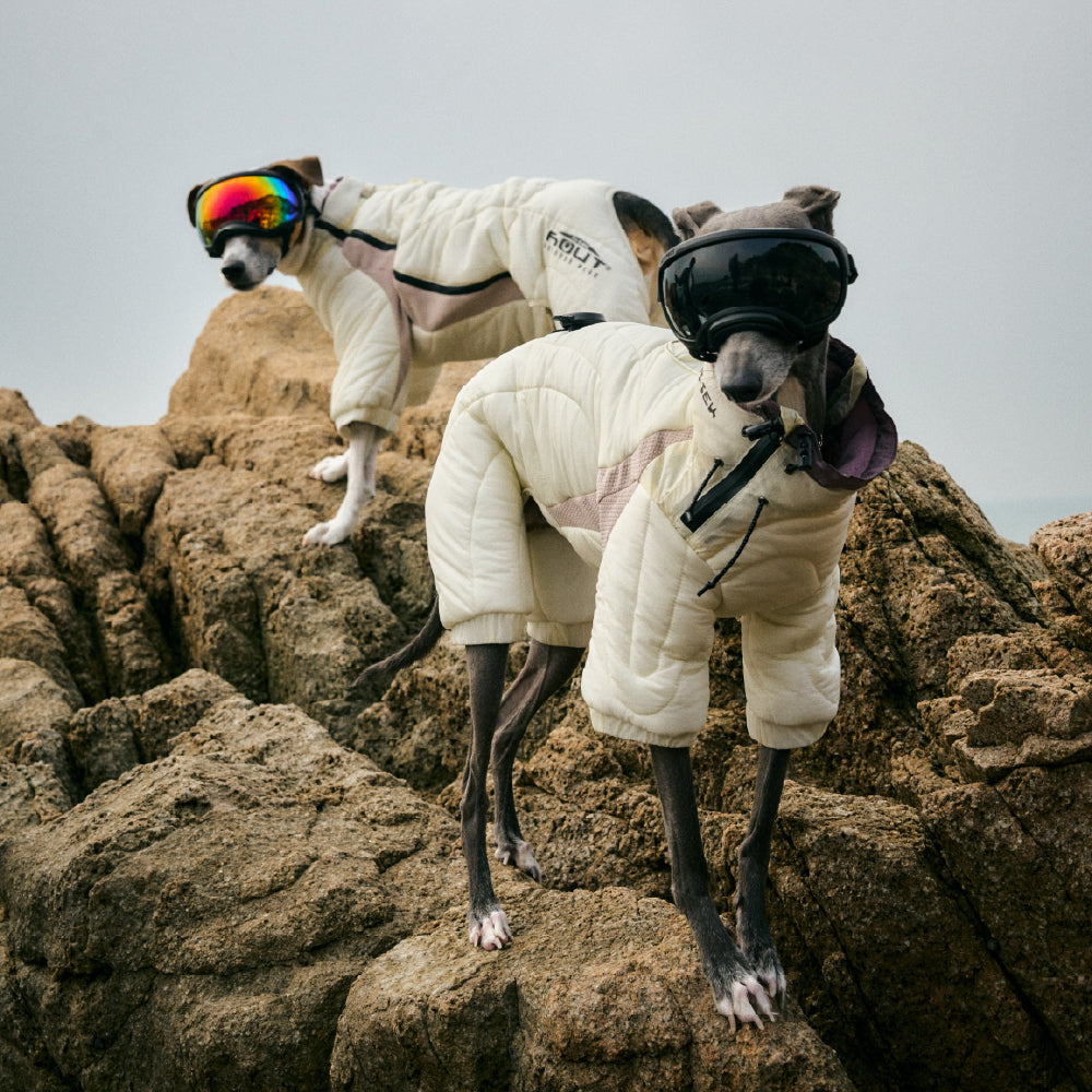 HOUT コンター オールインワン ドッグパディングを着た犬の正面